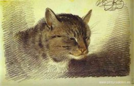 cabeza de gato cabeza de gato