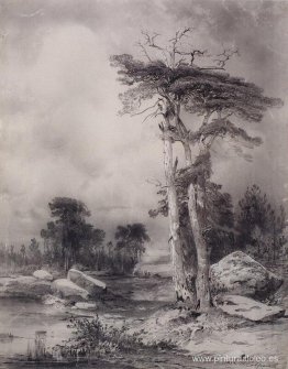 pino viejo pino viejo