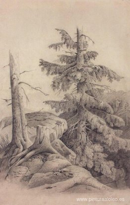 Picea Picea