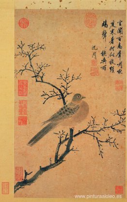 Tórtola pidiendo lluvia Tórtola pidiendo lluvia