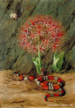 Flor Imperiale, Serpiente y Araña de Coral, Brasil Flor Imperiale, Serpiente y Araña de Coral, Brasil