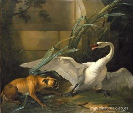 Cisne atacado por un perro Cisne atacado por un perro