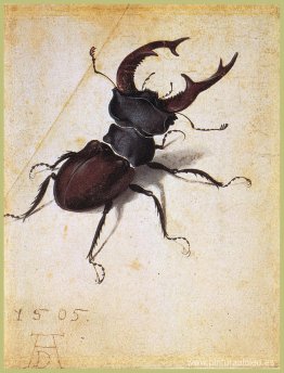 Cervus Lucano Cervus Lucano