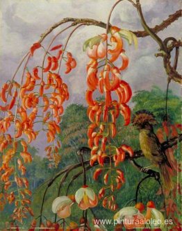Flores de un árbol de coral y rey de los papamoscas, Brasil Flores de un árbol de coral y rey de los papamoscas, Brasil