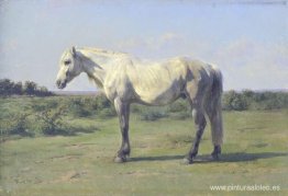 Un caballo gris en un campo Un caballo gris en un campo