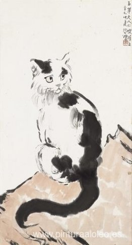 Gato Gato