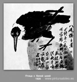 Un pájaro con cuello blanco. Un pájaro con cuello blanco.