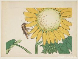 Saltamontes y girasol Saltamontes y girasol