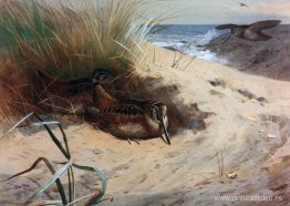 Becada entre las dunas Becada entre las dunas