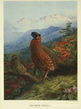 Sátiro-Tragopan Sátiro-Tragopan