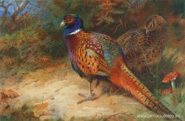 Faisán gallo y gallina en la maleza Faisán gallo y gallina en la maleza