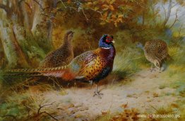 Otoño encubierto Otoño encubierto