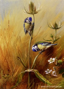 Bluetits en un cardo Bluetits en un cardo