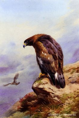 Un águila real Un águila real