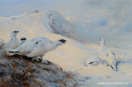 Ptarmigan llamando en la nieve Ptarmigan llamando en la nieve