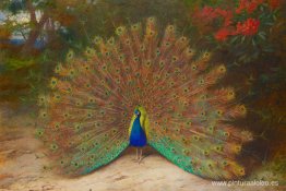 Pavo real y mariposa pavo real Pavo real y mariposa pavo real