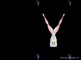 Alfabeto Y Alfabeto Y