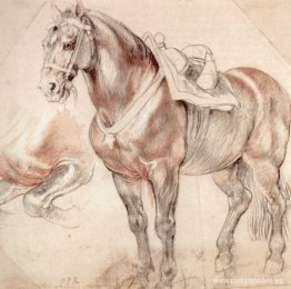 Estudio de caballo Estudio de caballo