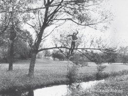 Caída rota (orgánica) Caída rota (orgánica)