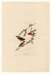 Lámina 4. Pinzón morado