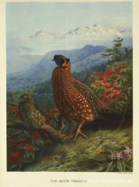 Sátiro-Tragopan