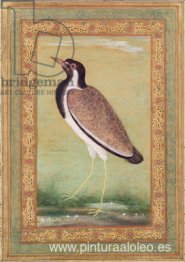 Avefría india