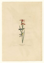 Lámina 15. Reinita azul de lomo amarillo