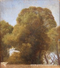 estudio de arboles