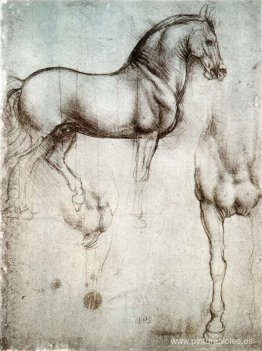 estudio de caballos