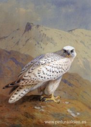 Un halcón de Groenlandia o Gyr