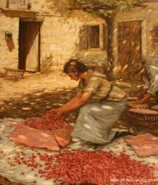 Embalaje de cerezas en Provenza, Francia