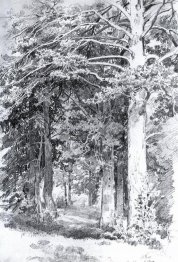 bosque de pinos