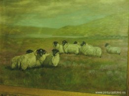 Ovejas en el campo