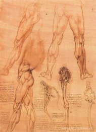 Estudios de las piernas del hombre y de la pierna de un caballo.