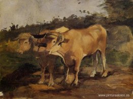 Dos toros con yugo