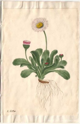 Flores con raíces