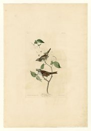 Lámina 8 Gorrión de garganta blanca