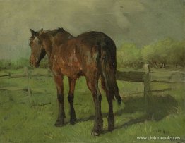 paard