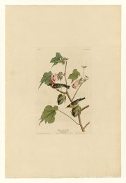 Lámina 69 Reinita de pecho bayo