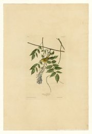 Lámina 95 Reinita de cabeza amarilla