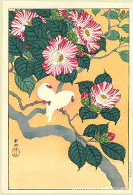 Aves de camelia y arroz