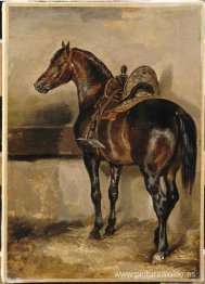 Caballo turco en un establo