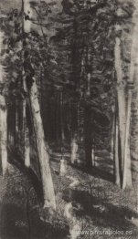 en el bosque