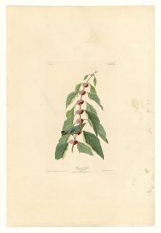 Lámina 49. Reinita azul verdosa