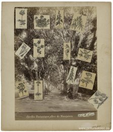 Jardín botánico, allée de manguiers