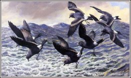 Petreles de tormenta