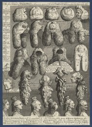 Las cinco órdenes de Perriwigs