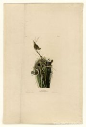 Plato 100 Reyezuelo de los pantanos