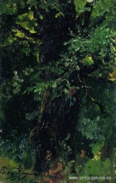 Tronco de roble a principios de verano.