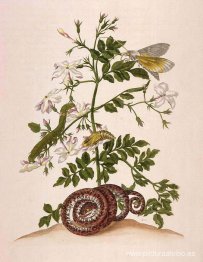 Metamorphosis insectorum Surinamensium (Metamorfosis de los inse